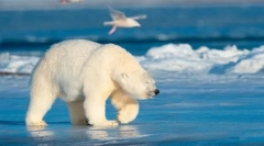 Niedźwiedź polarny